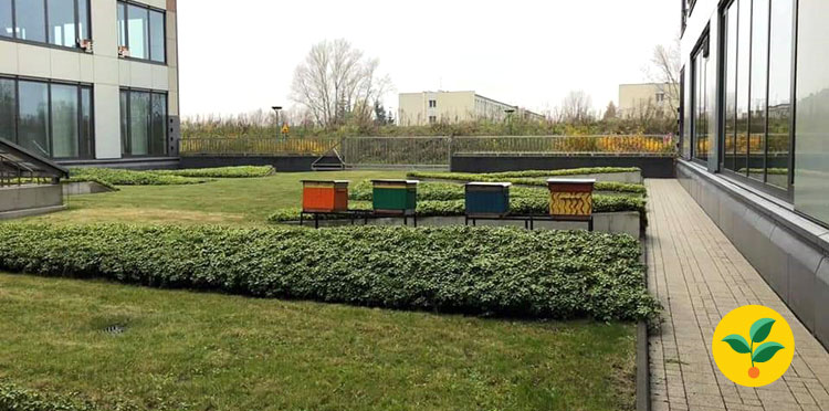 Korpo-zapylacze, czyli nasze miasteczkowe pszczoły
