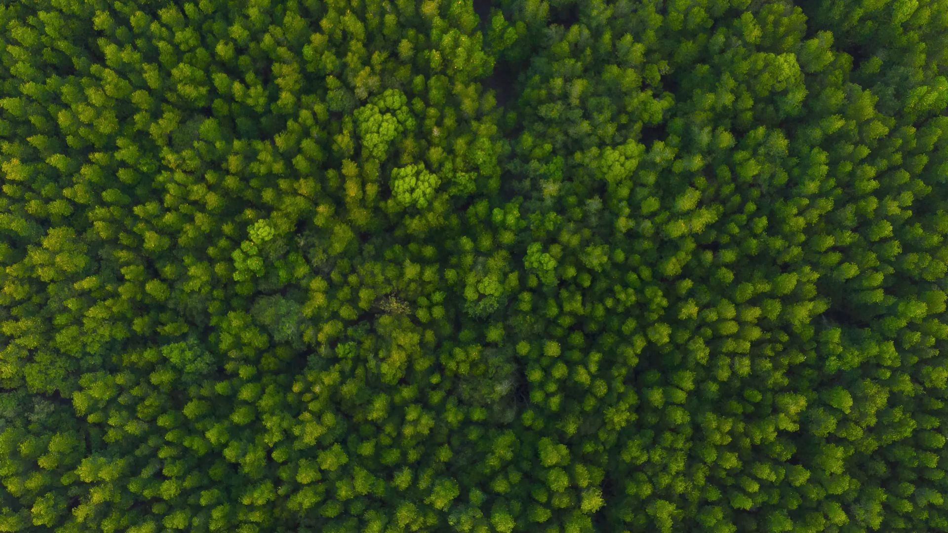 Cele klimatyczne Orange Polska