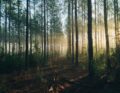 Jak odróżnić las od lasu