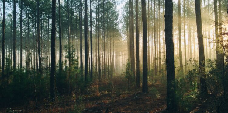 Jak odróżnić las od lasu
