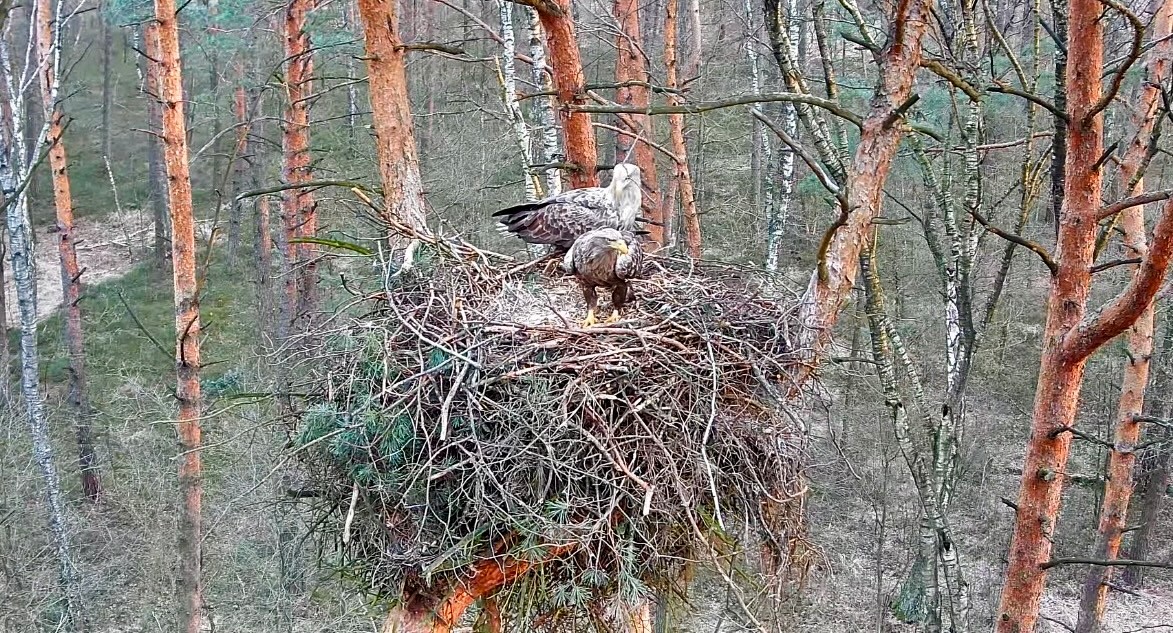 Zaglądajcie do gniazd bielika i rybołowa